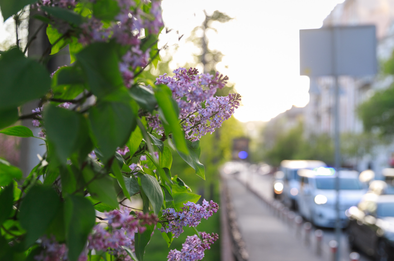 Где в Киеве расцвела сирень: лучшие места для прогулок и фото