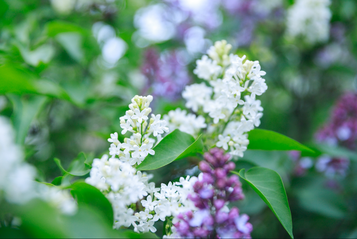 Где в Киеве расцвела сирень: лучшие места для прогулок и фото