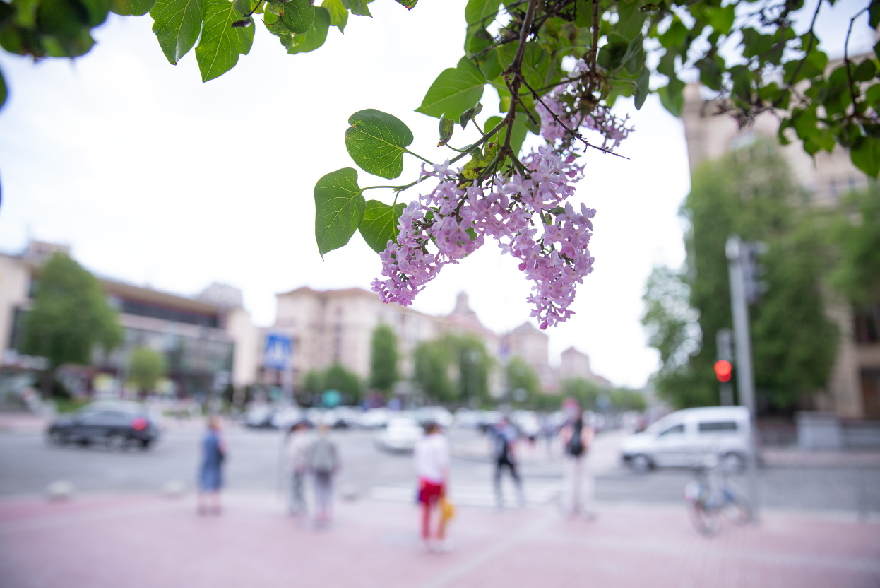 Где в Киеве расцвела сирень: лучшие места для прогулок и фото