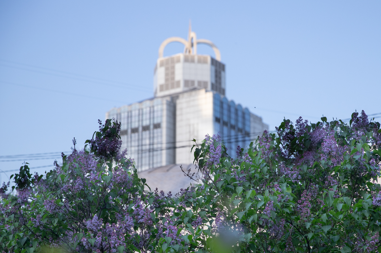 Где в Киеве расцвела сирень: лучшие места для прогулок и фото