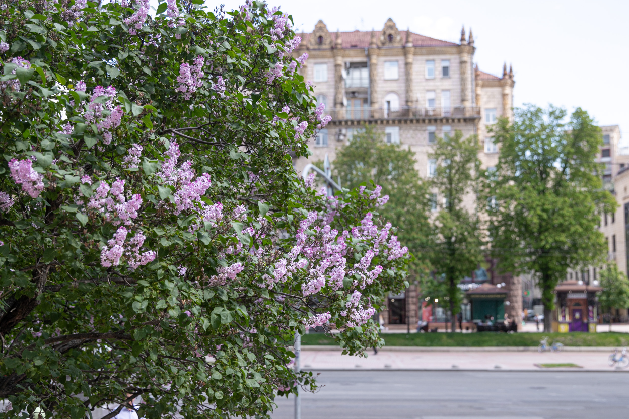 Где в Киеве расцвела сирень: лучшие места для прогулок и фото