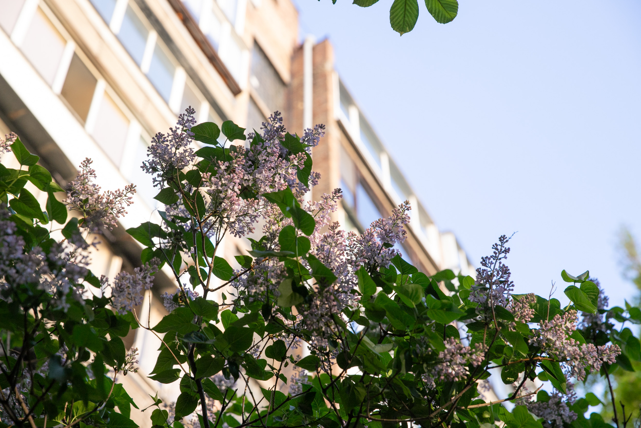 Где в Киеве расцвела сирень: лучшие места для прогулок и фото