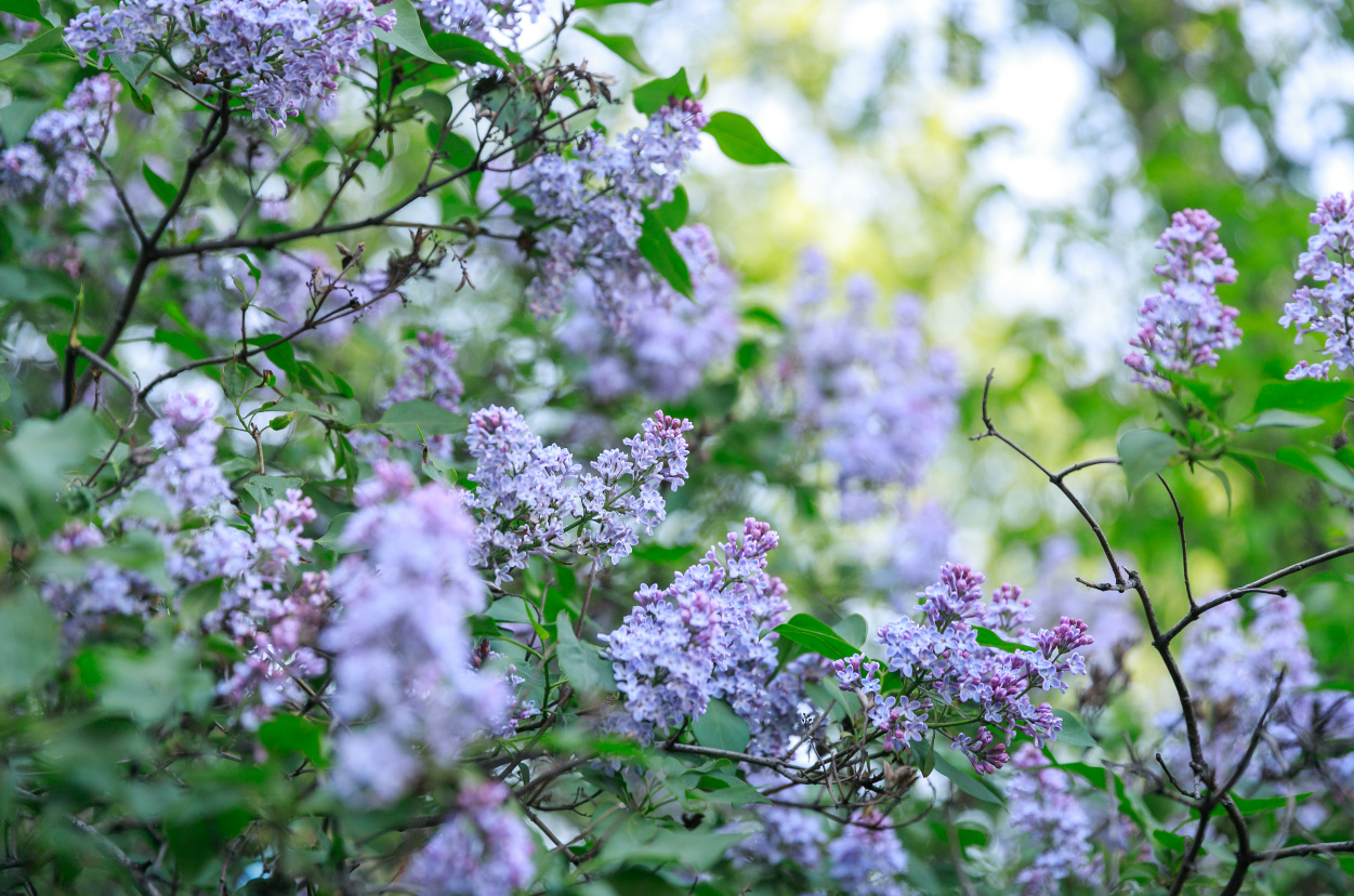 Где в Киеве расцвела сирень: лучшие места для прогулок и фото