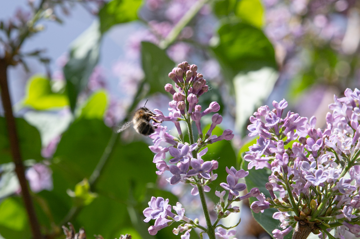 Где в Киеве расцвела сирень: лучшие места для прогулок и фото