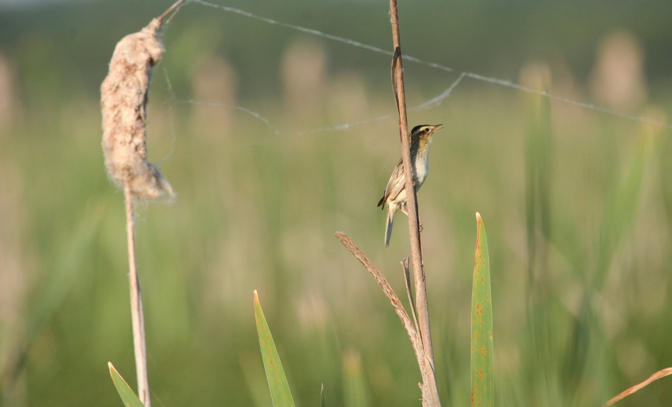 Редкая певчая птица исчезает: в Украине начинают миссию спасения