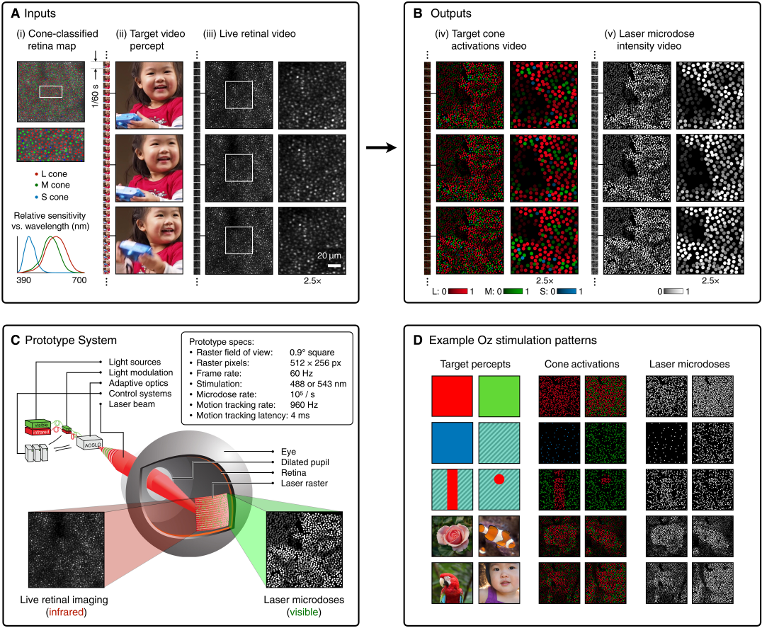 Що таке &quot;оло&quot;? Вчені заявили про новий колір, якого світ ще не бачив