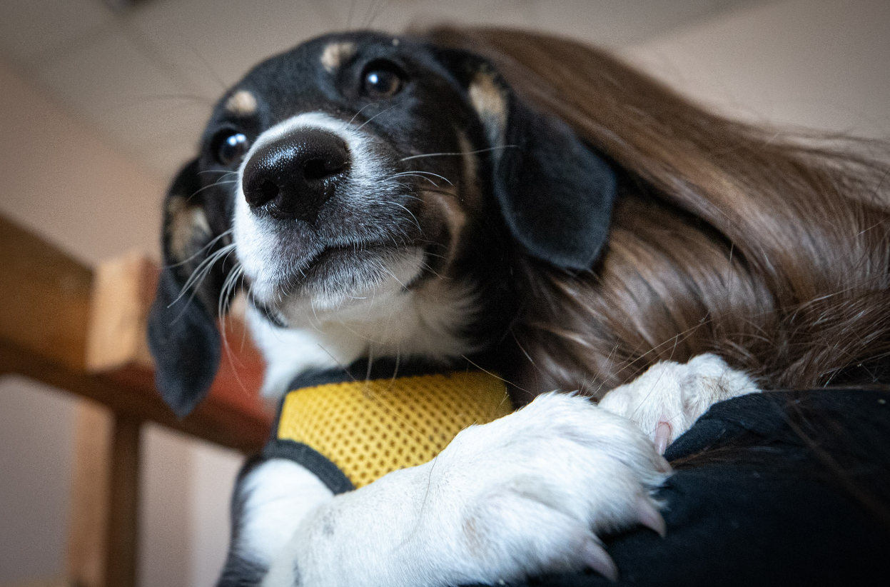 Для собак - обязательно: ЦНАПы Киева запускают важный сервис для владельцев животных