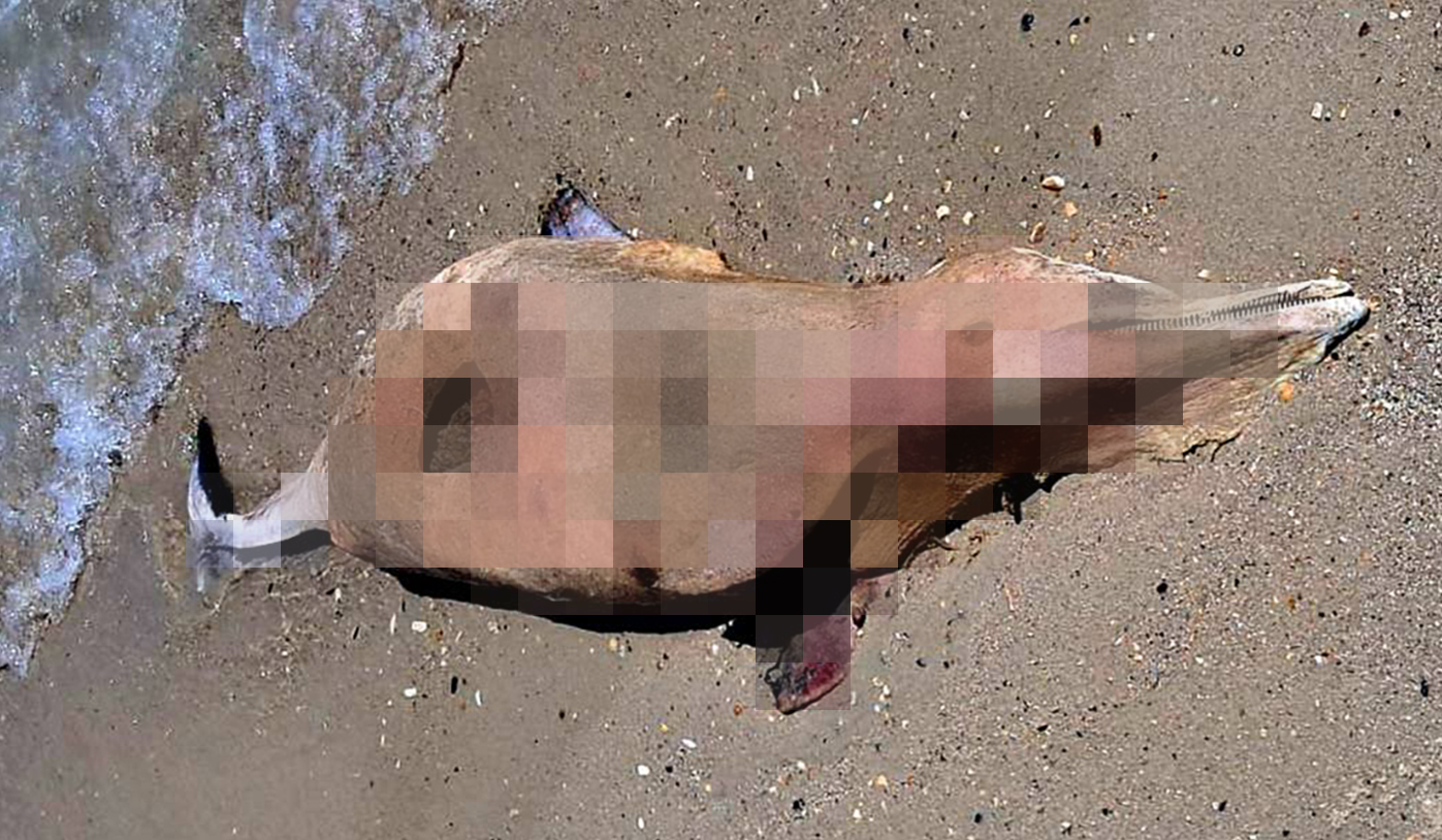 Экоцид? В нацпарке в Одесской области нашли мазут, погибших рыб и дельфина