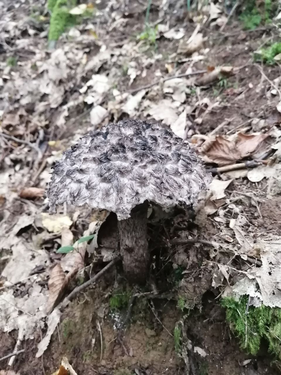 7 правил сбора грибов, которые уберегут жизнь во время "тихой охоты"