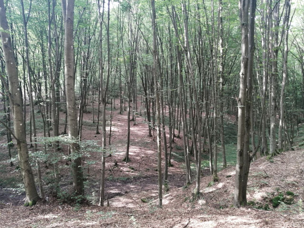 7 правил збирання грибів, які вбережуть життя під час "тихого полювання"