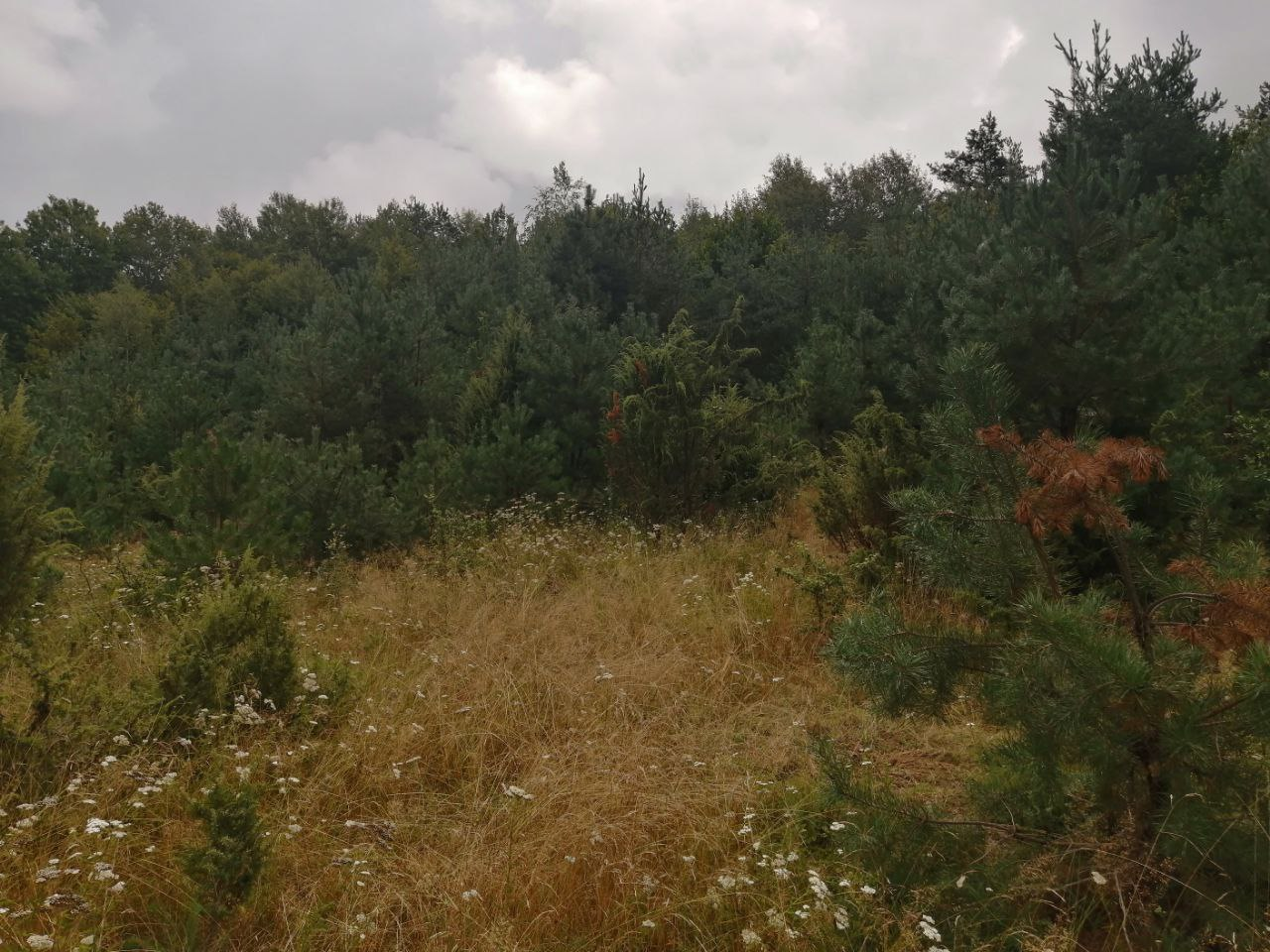 7 правил сбора грибов, которые уберегут жизнь во время &quot;тихой охоты&quot;