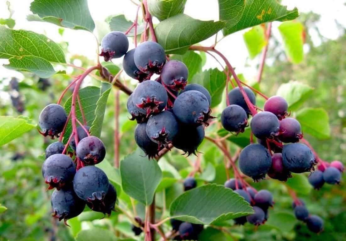Не рябина и черника. Названа целебная &quot;королева ягод&quot;