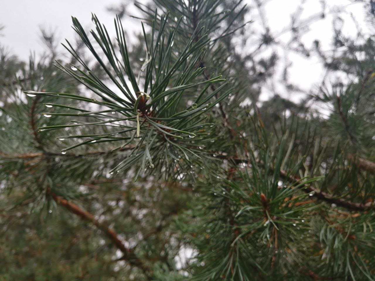 7 правил збирання грибів, які вбережуть життя під час &quot;тихого полювання&quot;