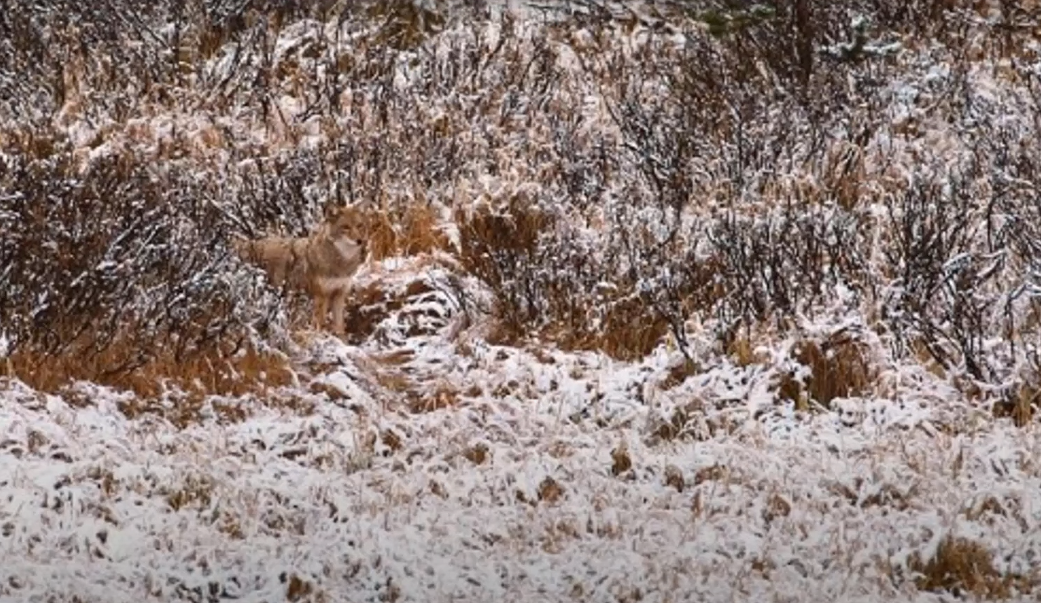 Справятся даже дети! Найдите попугая среди листьев за 20 секунд