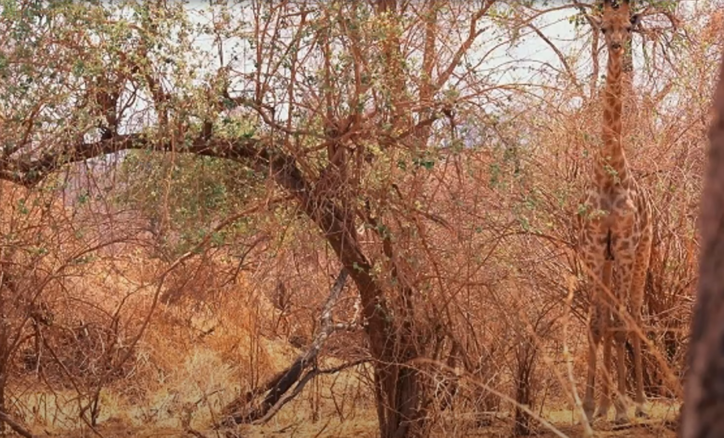 Справятся даже дети! Найдите попугая среди листьев за 20 секунд