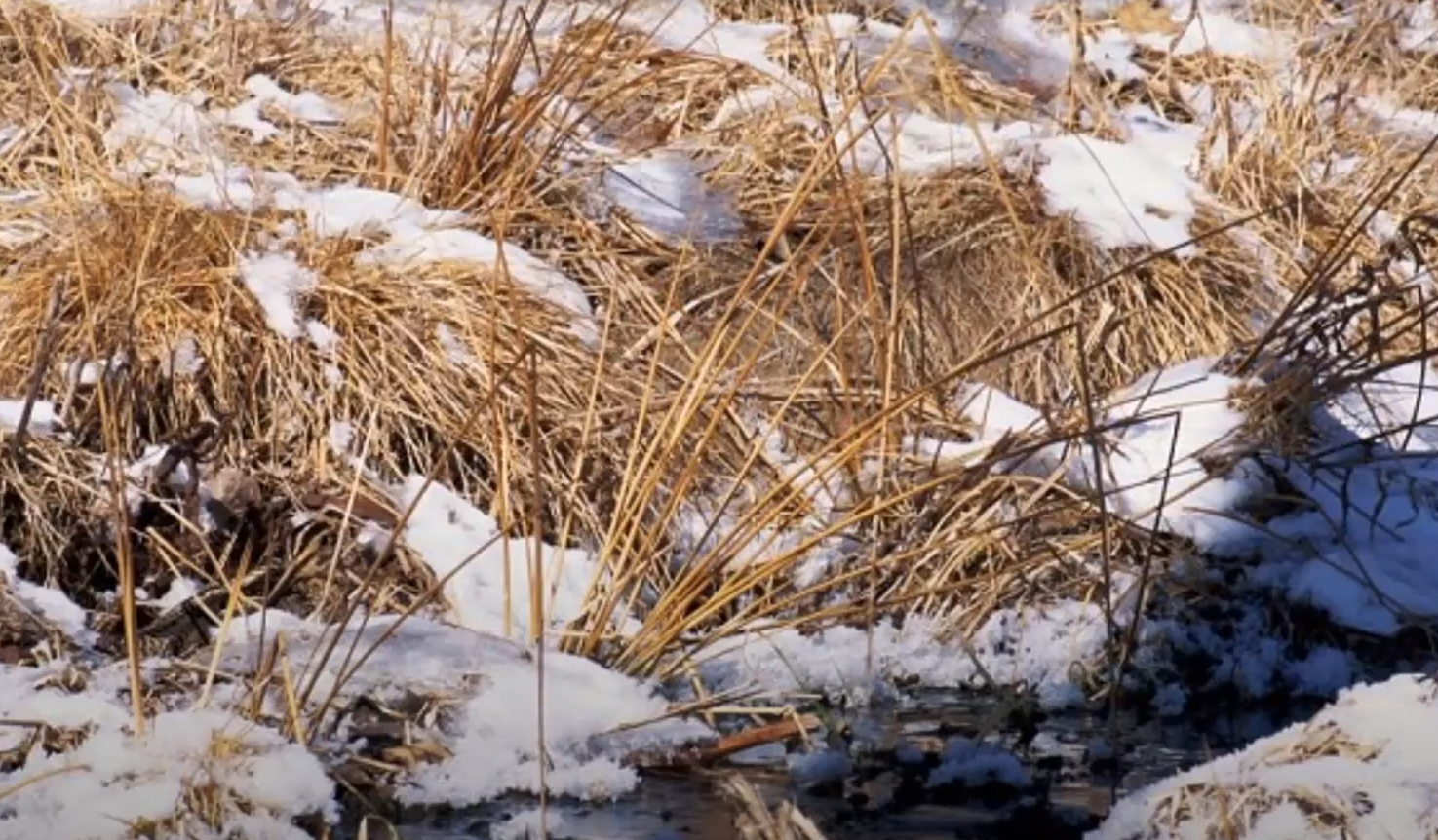 Справятся даже дети! Найдите попугая среди листьев за 20 секунд