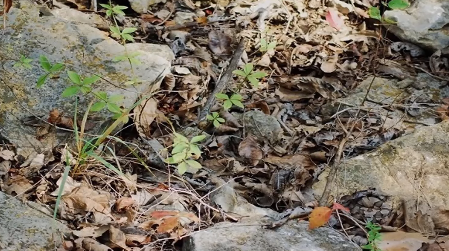 Справятся даже дети! Найдите попугая среди листьев за 20 секунд