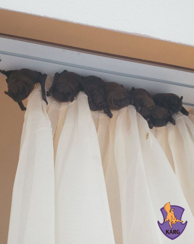 Ціла колонія у квартирі? Як українцям уникнути навали червонокнижних &quot;гостей&quot;