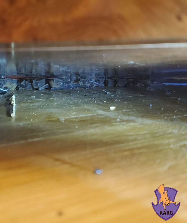 Ціла колонія у квартирі? Як українцям уникнути навали червонокнижних &quot;гостей&quot;