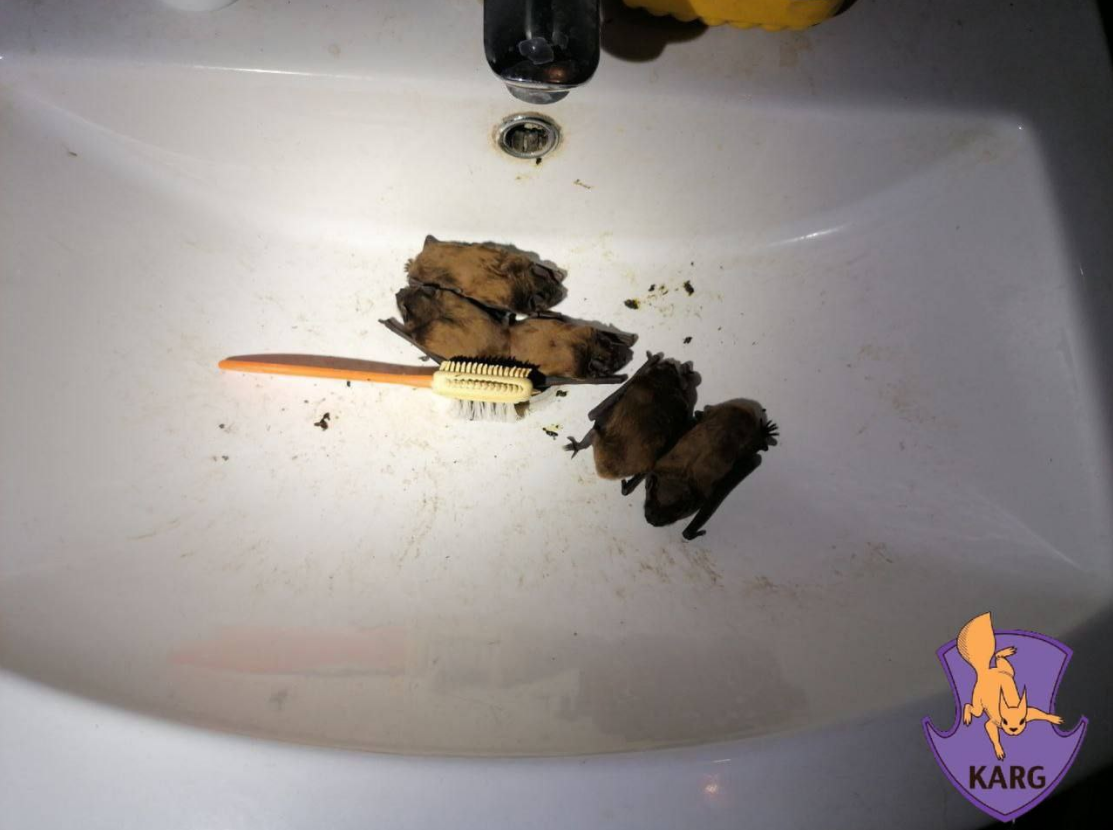 Ціла колонія у квартирі? Як українцям уникнути навали червонокнижних &quot;гостей&quot;