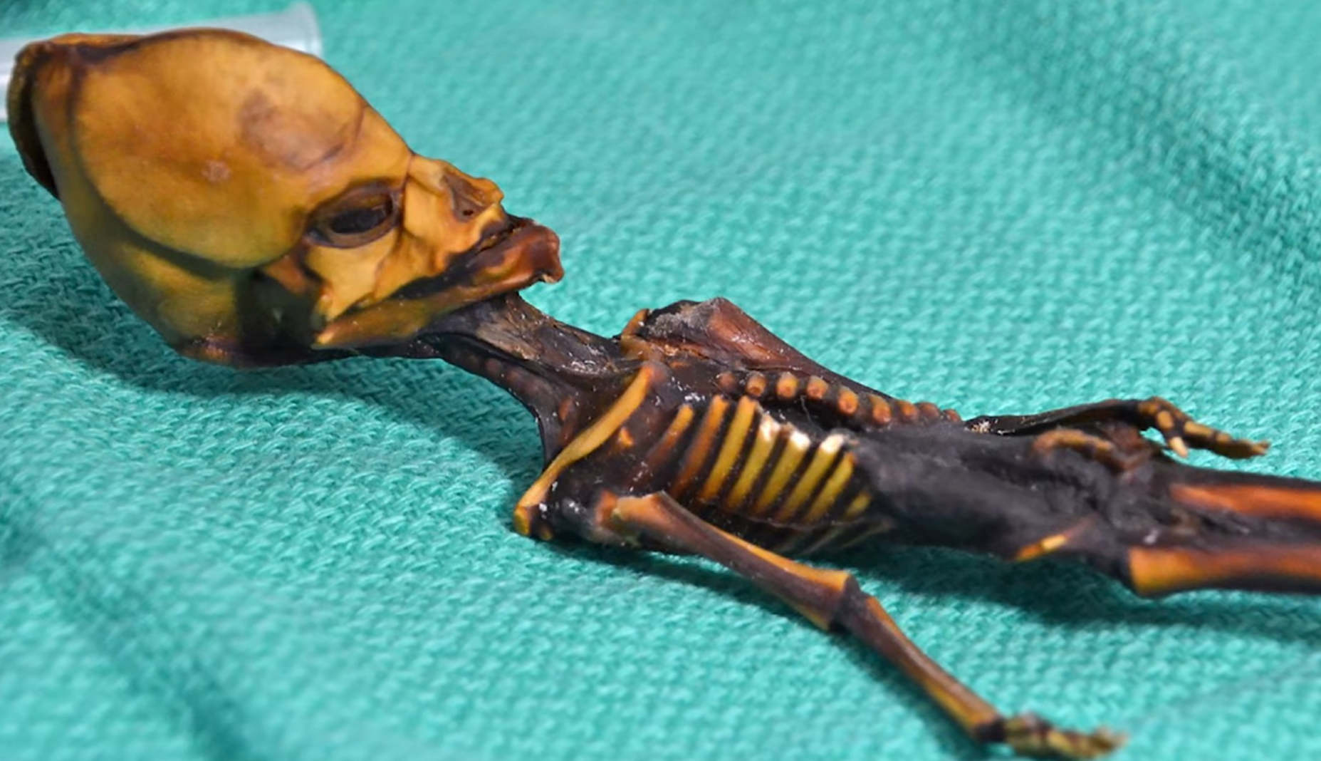 &quot;Гуманоид Атакамы&quot;. Как выглядит загадочная крошечная мумия, найденная учеными, и что о ней известно