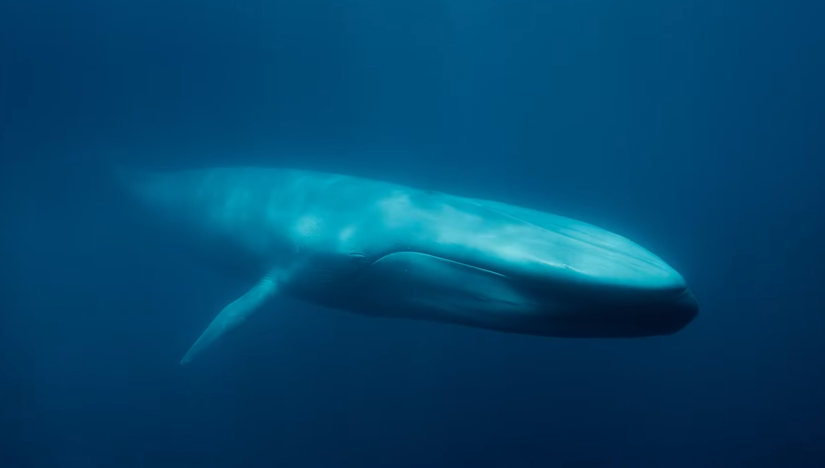 11 самых больших существ на планете. Каких размеров достигают и чем питаются