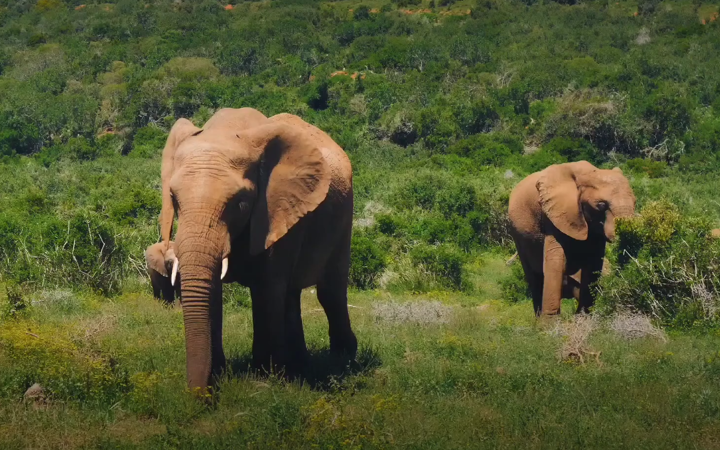 11 самых больших существ на планете. Каких размеров достигают и чем питаются