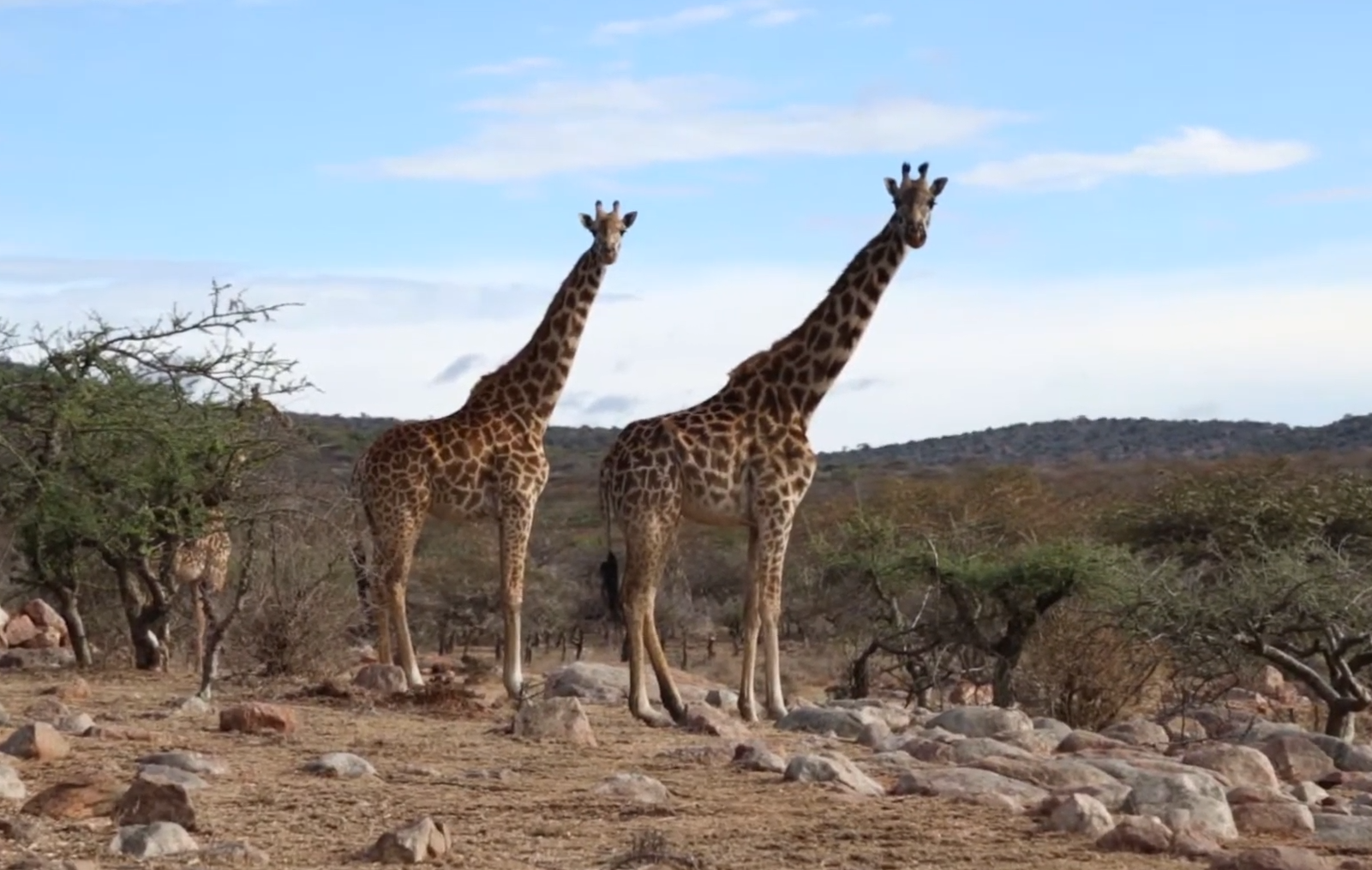 11 самых больших существ на планете. Каких размеров достигают и чем питаются