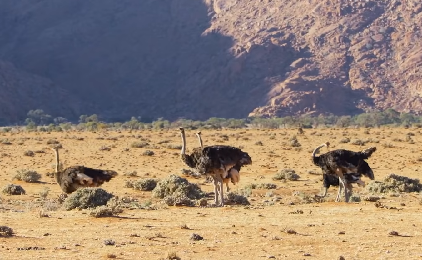 11 самых больших существ на планете. Каких размеров достигают и чем питаются