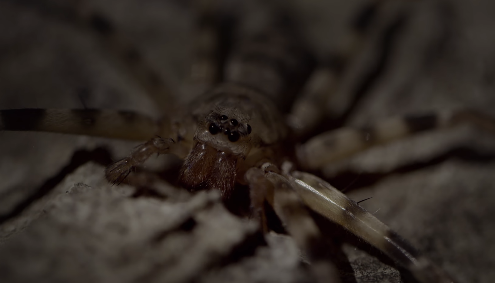 11 самых больших существ на планете. Каких размеров достигают и чем питаются