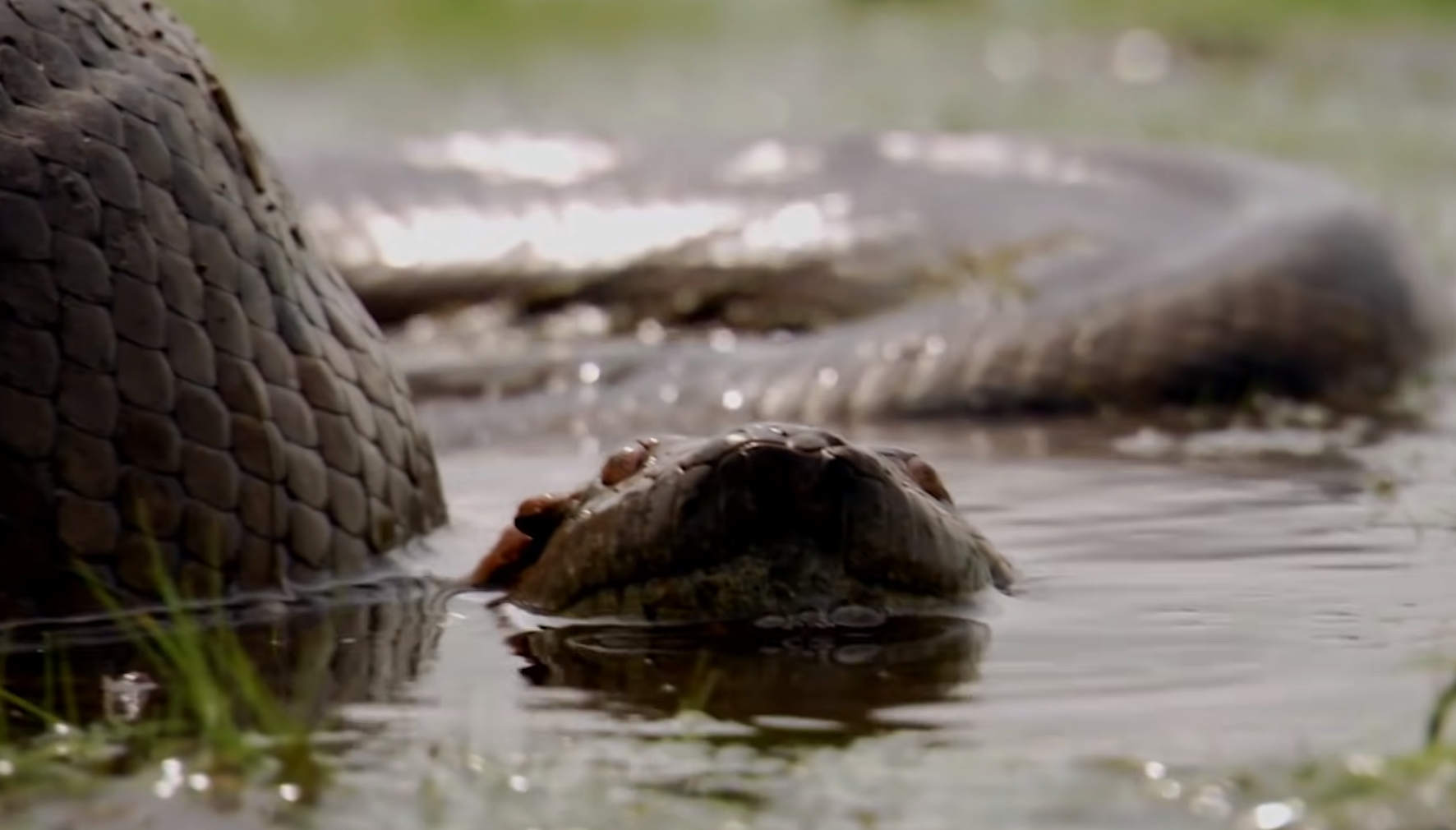 11 самых больших существ на планете. Каких размеров достигают и чем питаются