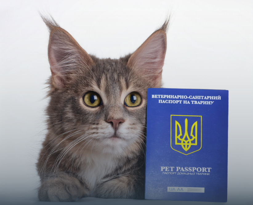 Документ для животного на всю жизнь: как оформить ветпаспорт и не получить отказ