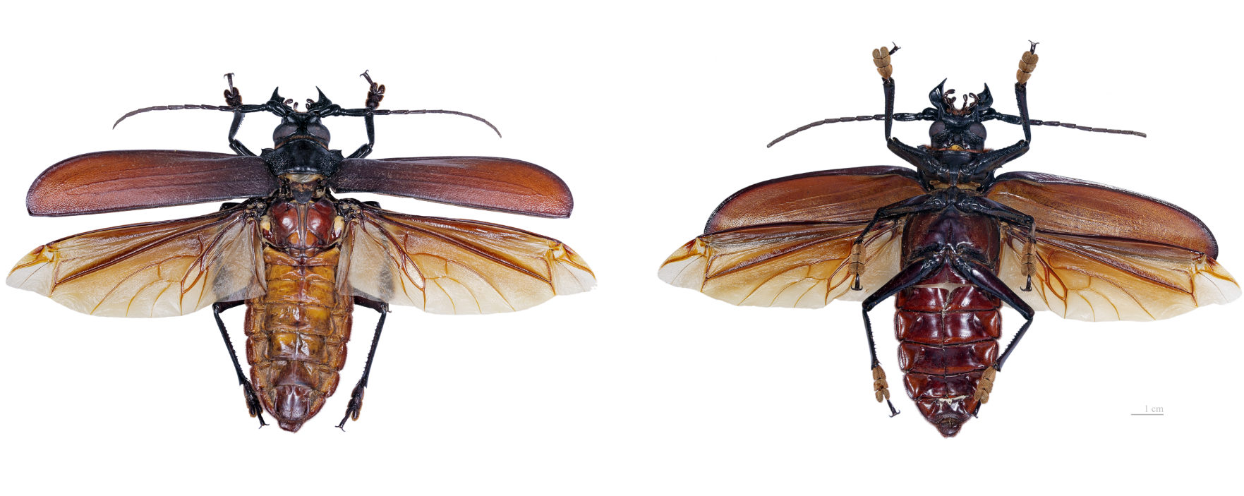 11 самых больших существ на планете. Каких размеров достигают и чем питаются