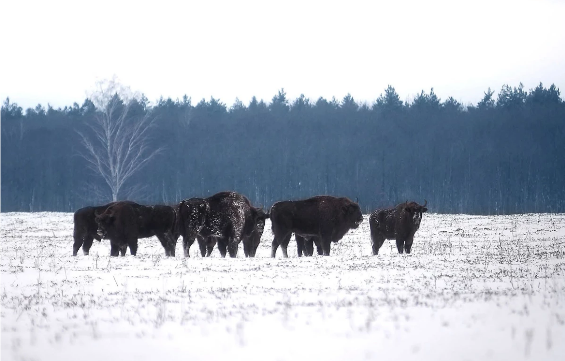 У Львівській області перерахують рідкісних тварин із Червоної книги: про кого йдеться
