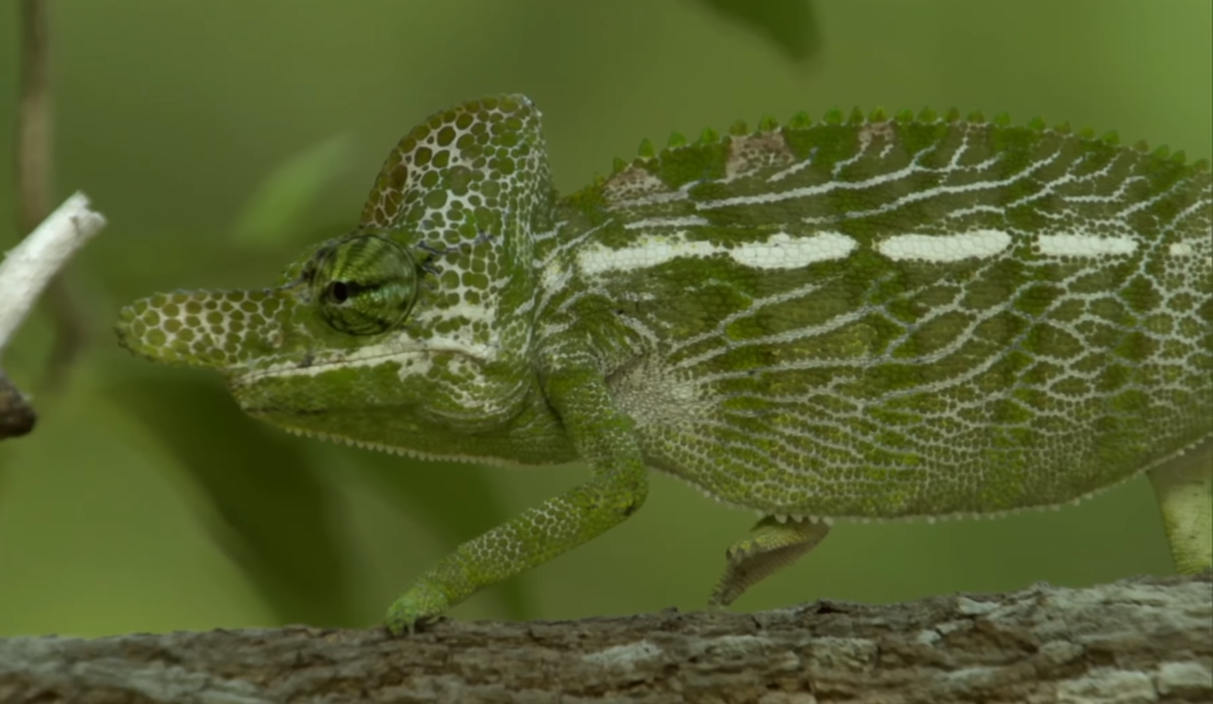 Несправедливість чи задум природи? Які тварини мають найкоротше життя
