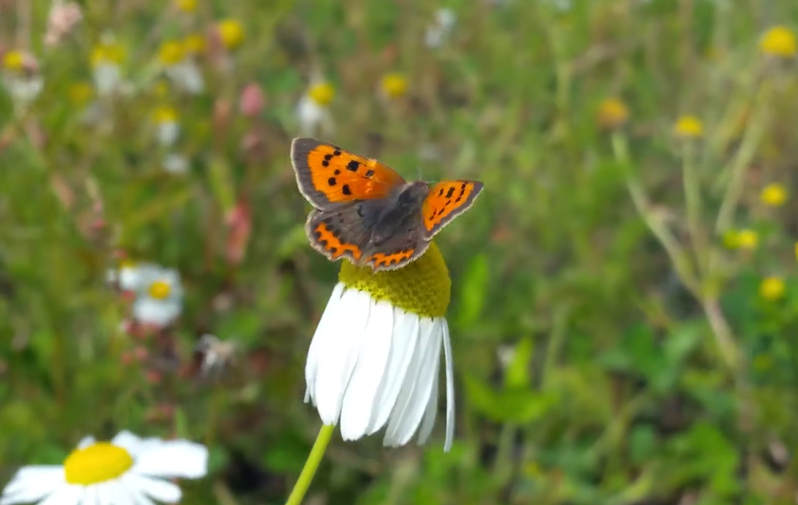 Несправедливість чи задум природи? Які тварини мають найкоротше життя