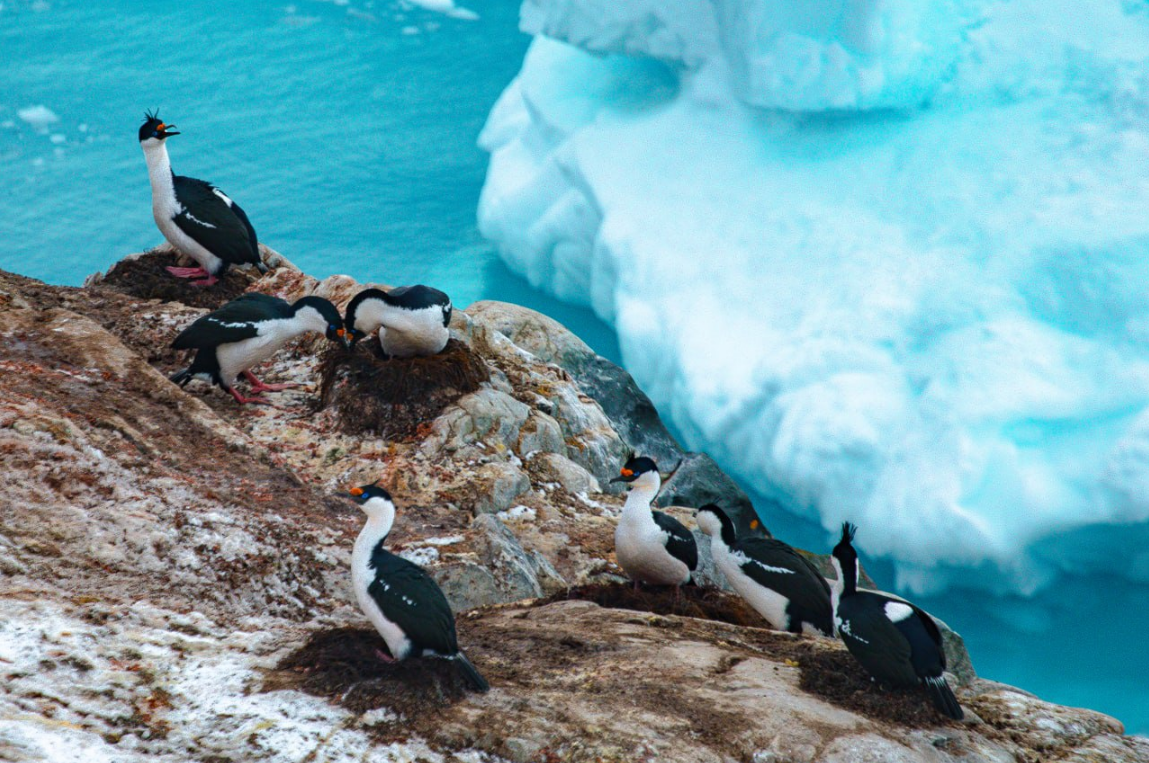 На передовій світової науки: як працюють українські полярники й що досліджують в Антарктиці