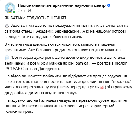 Полярники зі станції &quot;Академік Вернадський&quot; показали, як пінгвіни годують дитинчат: відео