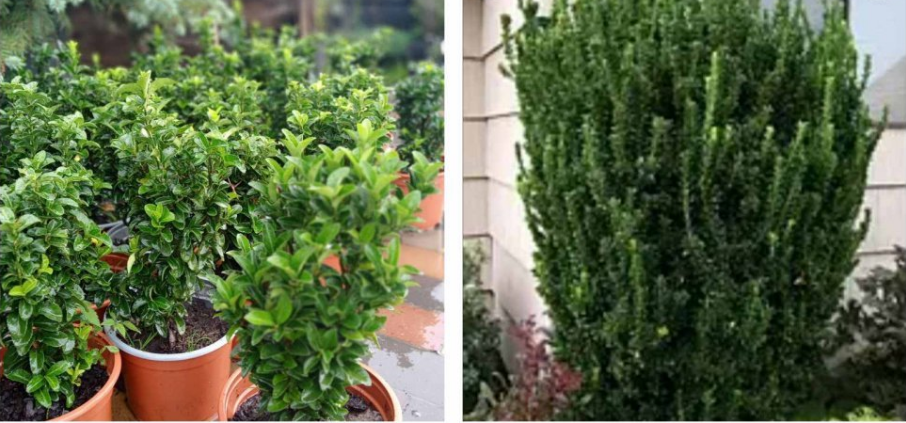 Новий рік на носі, а ялинкою і не пахне? Які рослини можуть замінити різдвяне дерево