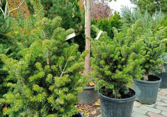 Новий рік на носі, а ялинкою і не пахне? Які рослини можуть замінити різдвяне дерево