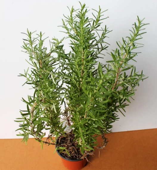 Новий рік на носі, а ялинкою і не пахне? Які рослини можуть замінити різдвяне дерево