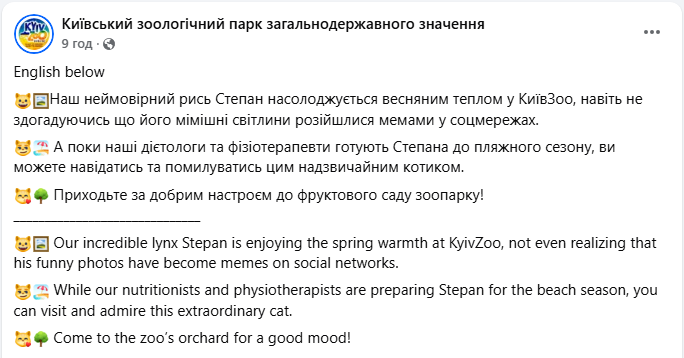 Рысь Степан готовится к пляжному сезону: как живется звезде мемов в зоопарке Киева (фото)