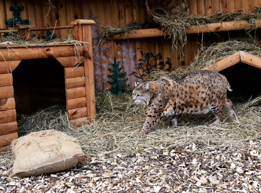 Рысь Степан готовится к пляжному сезону: как живется звезде мемов в зоопарке Киева (фото)