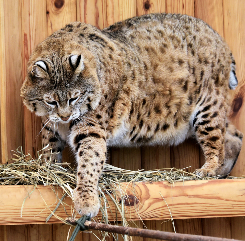 Рысь Степан готовится к пляжному сезону: как живется звезде мемов в зоопарке Киева (фото)