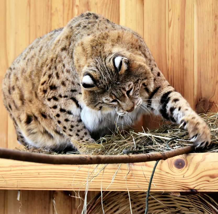 Рысь Степан готовится к пляжному сезону: как живется звезде мемов в зоопарке Киева (фото)