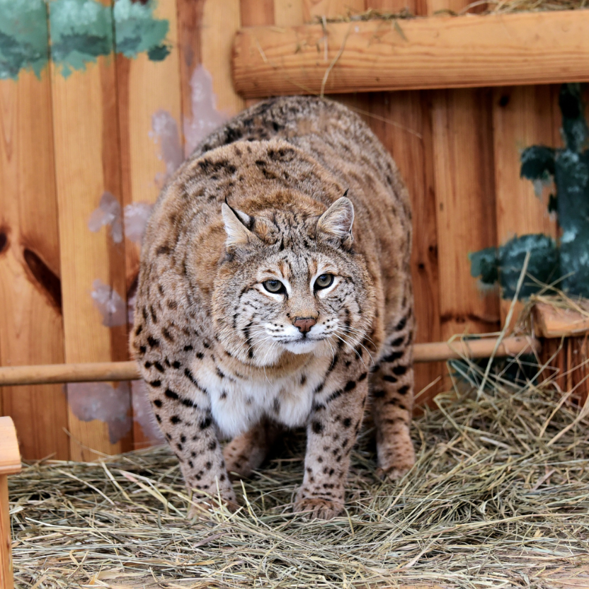 Рысь Степан готовится к пляжному сезону: как живется звезде мемов в зоопарке Киева (фото)