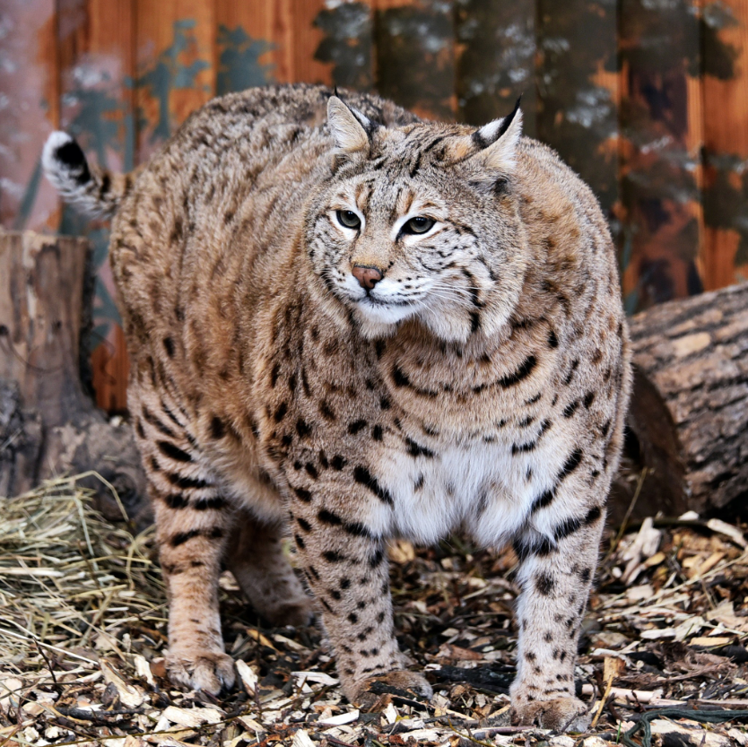 Рысь Степан готовится к пляжному сезону: как живется звезде мемов в зоопарке Киева (фото)