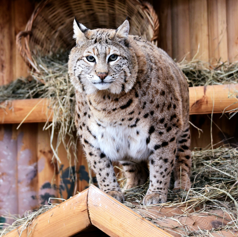 Рысь Степан готовится к пляжному сезону: как живется звезде мемов в зоопарке Киева (фото)