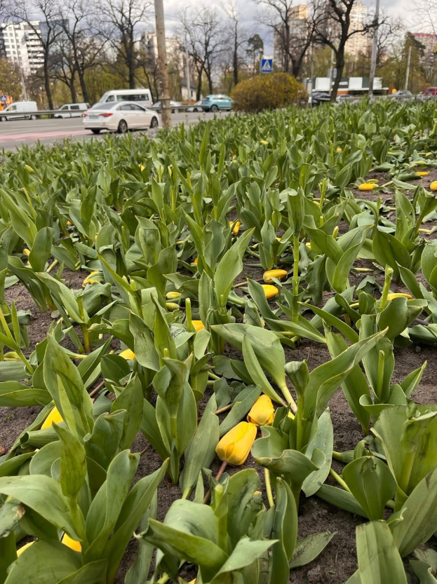 У Києві вандали понівечили клумби з тюльпанами у різних районах: список локацій (фото)