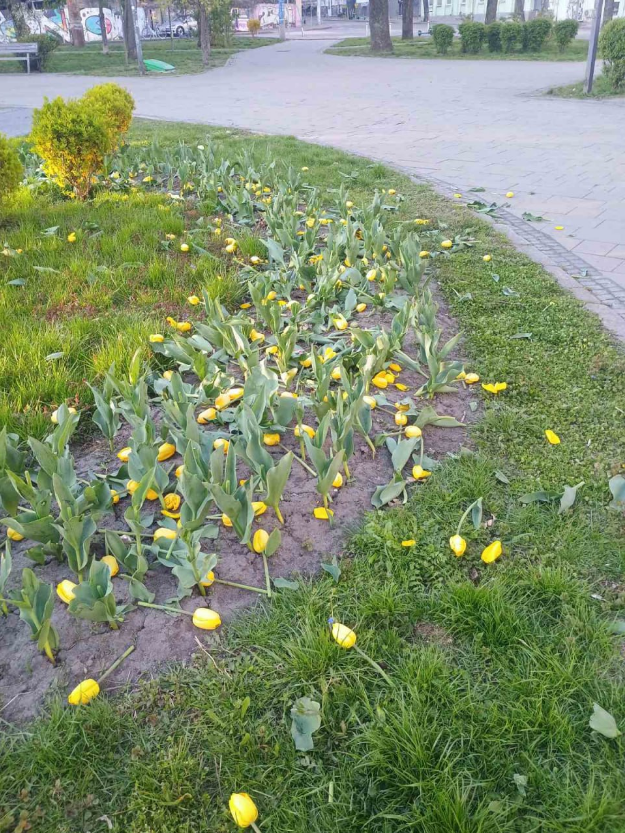 У Києві вандали понівечили клумби з тюльпанами у різних районах: список локацій (фото)